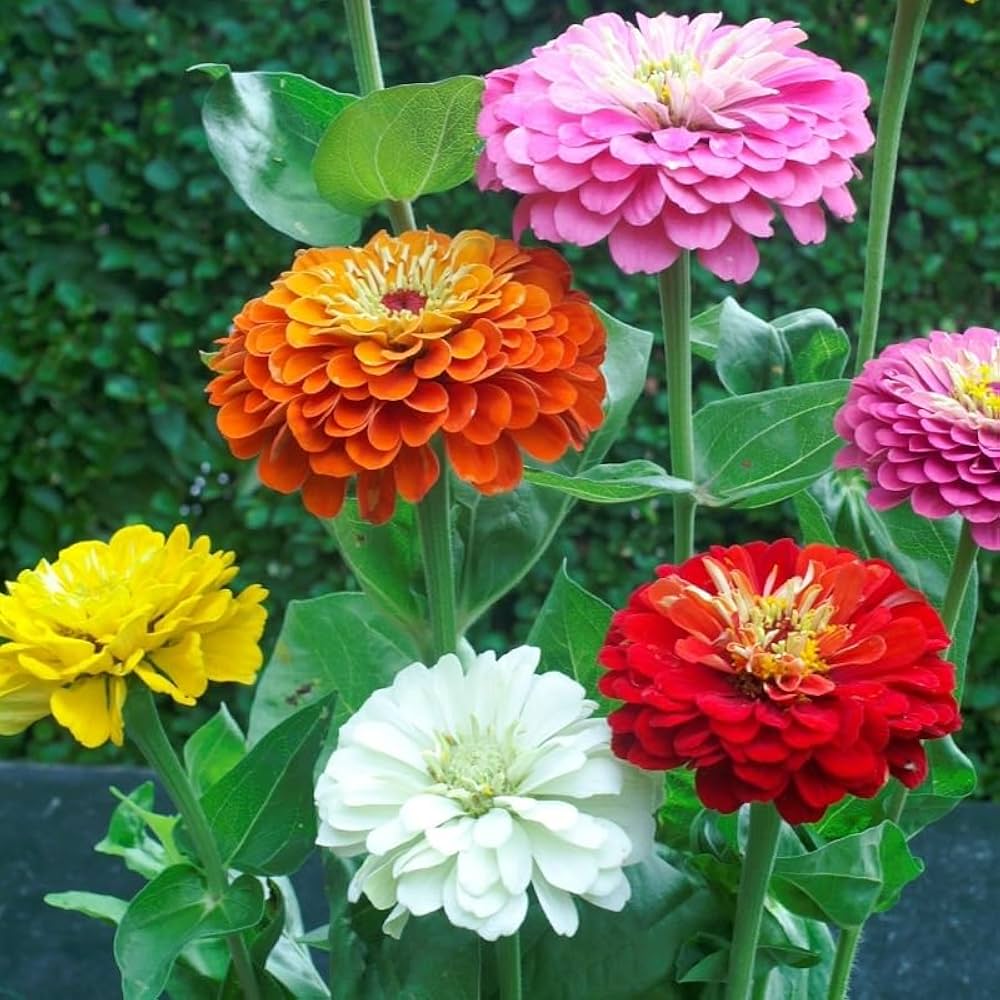 Zinnia Flower Seeds for Planting – Heirloom, Non-GMO, Easy to Grow, Annual Blooms