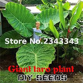 Green Alocasia Flower seeds for Planting - Seasonal Bloomer, Heirloom & GMO Free Seeds for Home Garden
Sale for planting in home garden.