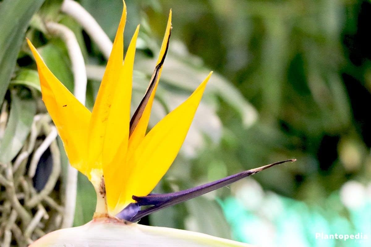 Yellow Strelitzia Flower seeds for Planting - Sun Loving, Heirloom & GMO Free Seeds for Home Garden
Sale for planting in home garden.