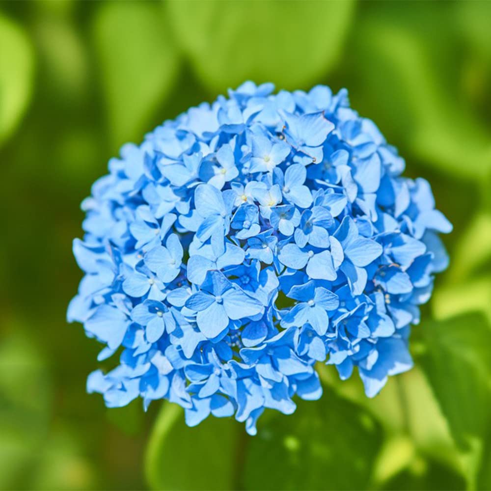 Blue Hydrangea Flower Seeds for Planting – Heirloom, Non-GMO, Perennial, Shade-Tolerant