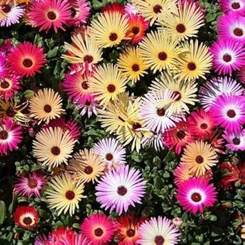 Mixed Ice Plant Flower seeds for Planting - Seasonal Bloomer, Heirloom & GMO Free Seeds for Home Garden
Sale seeds for planting in home garden