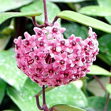 Hoya Carnosa Flower seeds for Planting - Seasonal Bloomer, Heirloom & GMO Free Seeds for Home Garden
Sale for planting in home garden