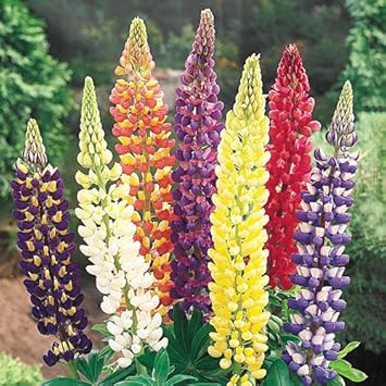 Lupine Mixed Flower seeds for Planting - Perfect for Borders, Heirloom & GMO Free Seeds for Home Garden
Sale for planting in home garden