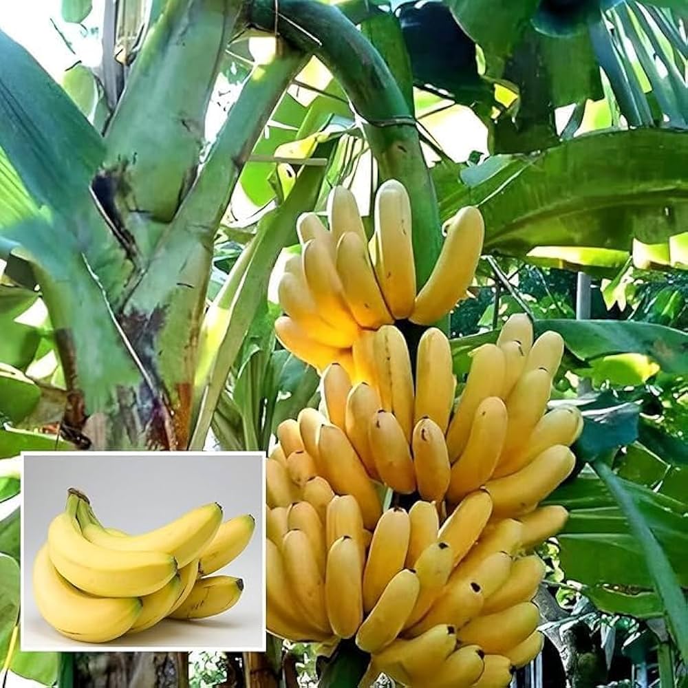 Semi di frutta di banana