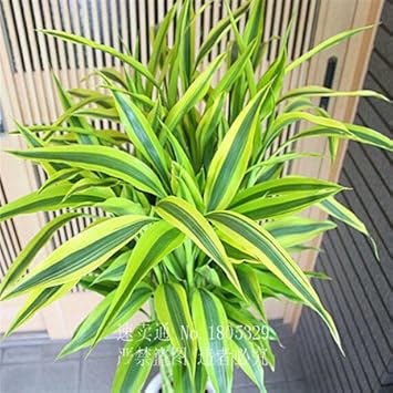 Green Dracaena Fargans Flower seeds for Planting - Long Bloom Season, Heirloom & GMO Free Seeds for Home Garden
Sale seeds for planting in home garden