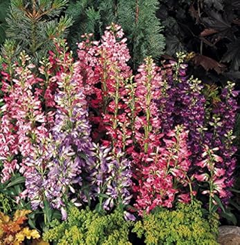 Mixed Penstemon Flower seeds for Planting - Cut Flower Favorite, Heirloom & GMO Free Seeds for Home Garden
Sale for planting in home garden