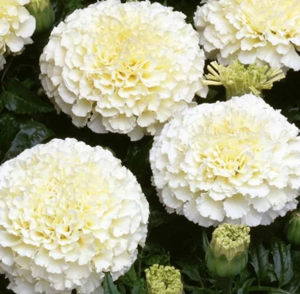 Marigold Vanilla Cream Flower Seeds