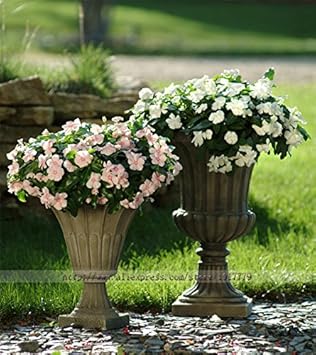White Periwinkle Flower seeds for Planting - Perfect for Borders, Heirloom & GMO Free Seeds for Home Garden
Sale for planting in home garden.