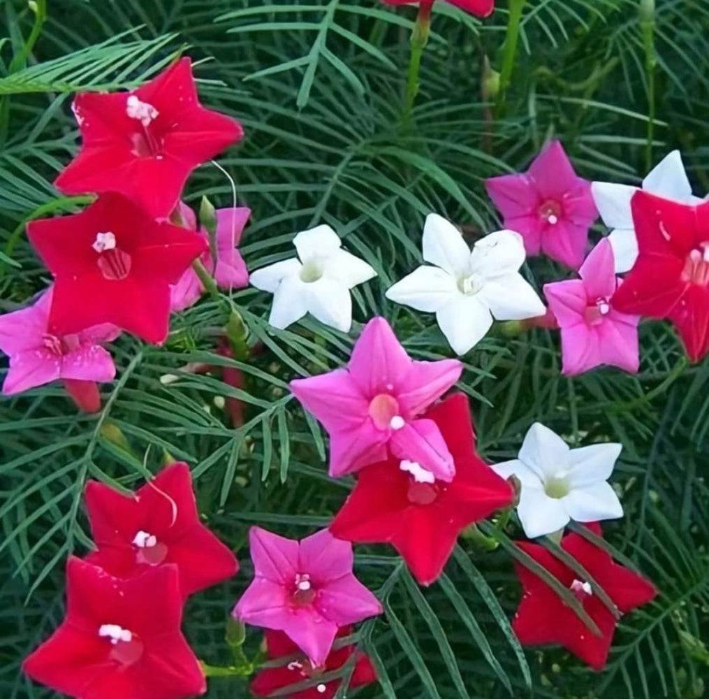 Cypress Vine Seeds Red & Pink Mix