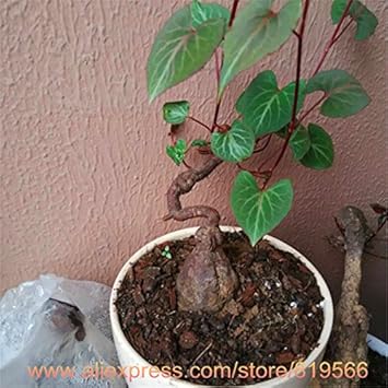 Green Tuber Fleece Flower seeds for Planting - Wildflower Mix, Heirloom & GMO Free Seeds for Home Garden
Sale for planting in home garden
