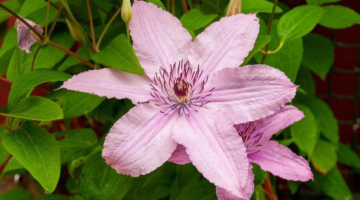 Light Pink Clematis Flower seeds for Planting - Easy to Grow, Heirloom & GMO Free Seeds for Home Garden
Sale seeds for planting in home garden