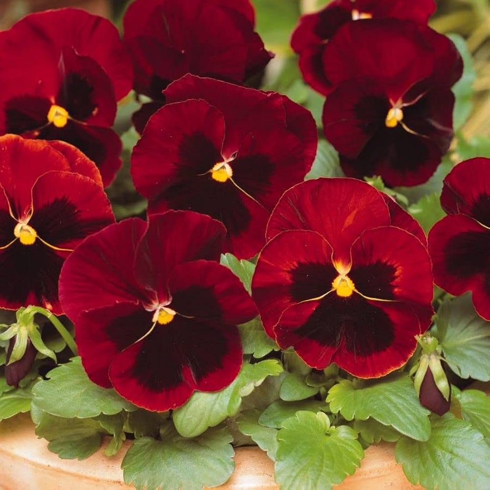 Red & Brown Pansy Flower Seeds