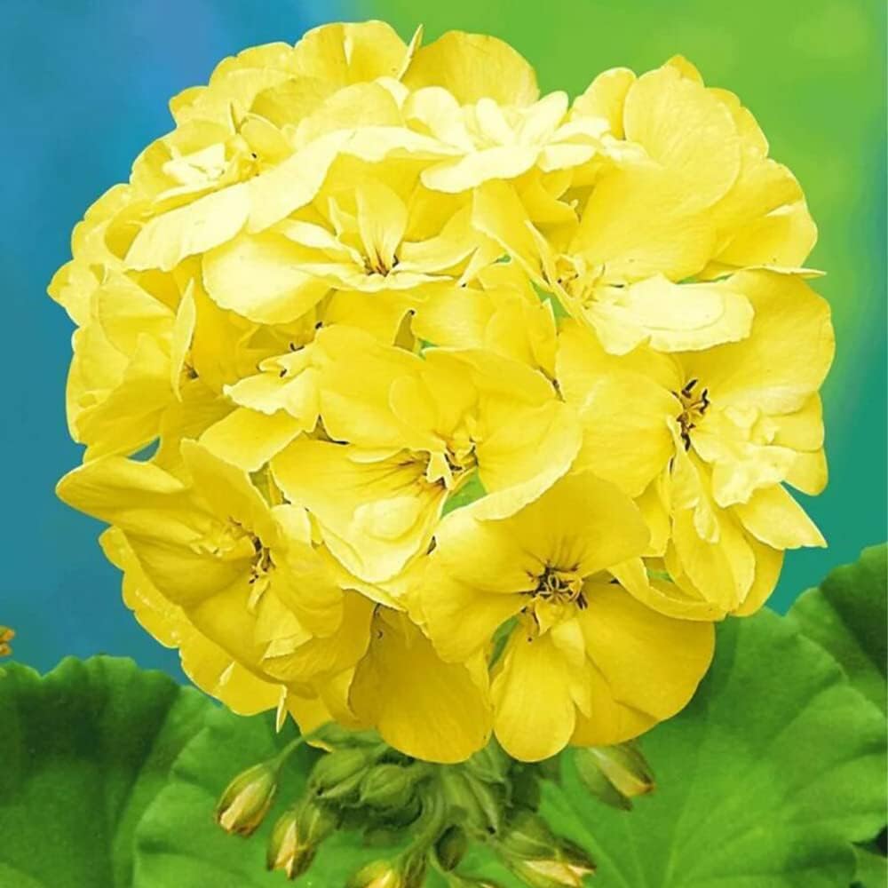Semillas de flores de geranio amarillo
