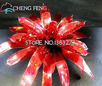 Red Bromeliad Flower seeds for Planting - Easy to Grow, Heirloom & GMO Free Seeds for Home Garden
Sale for planting in home garden.