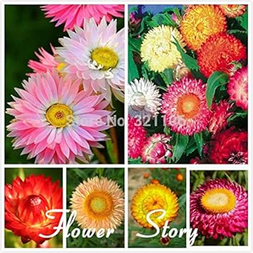 Strawflower Mix Flower seeds for Planting - Perfect for Borders, Heirloom & GMO Free Seeds for Home Garden
Sale for planting in home garden
