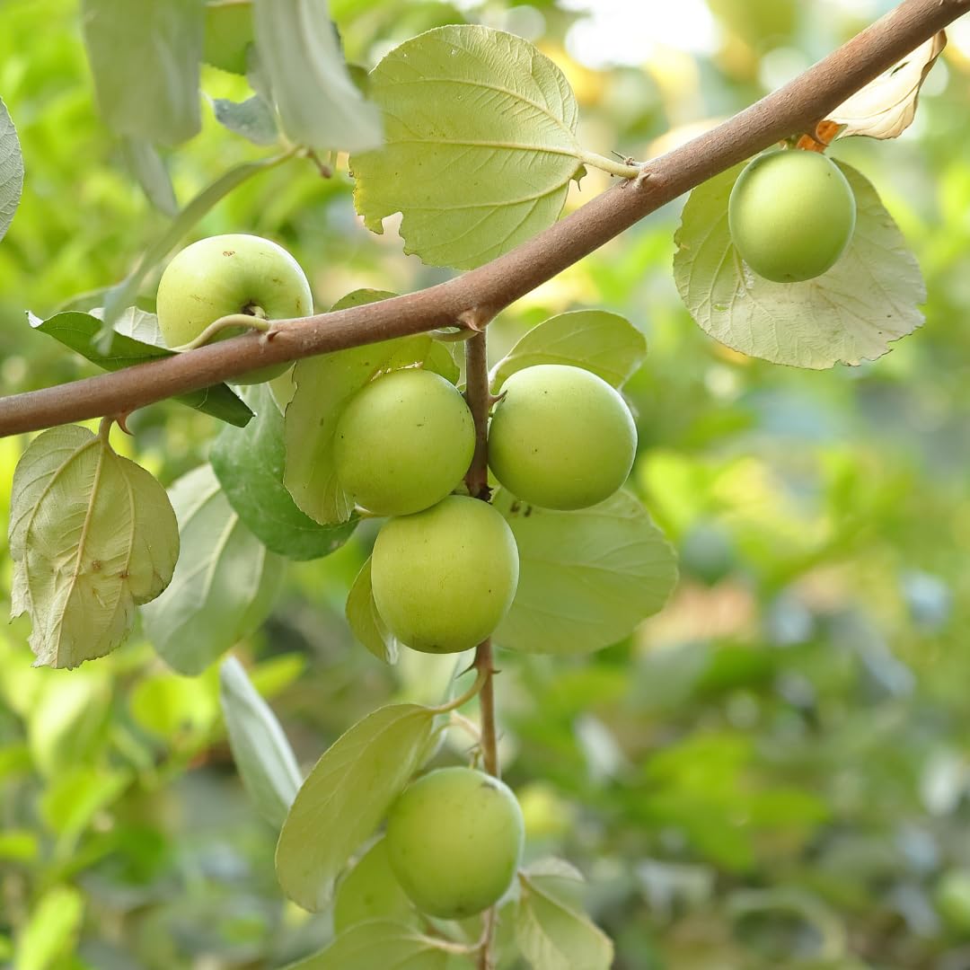 Jujube Fruit Seeds