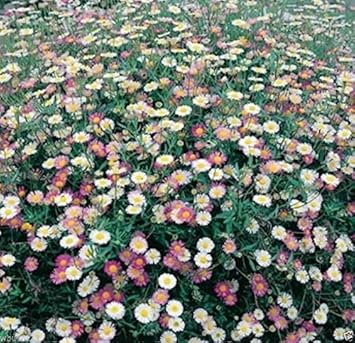 Mixed Erigeron Flower seeds for Planting - Drought Tolerant, Heirloom & GMO Free Seeds for Home Garden
Sale seeds for planting in home garden