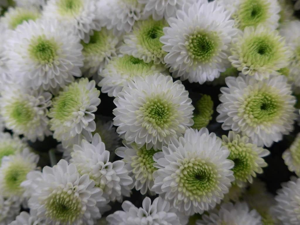 White Green Chrysanthemum Flower seeds for Planting - Pollinator Friendly, Heirloom & GMO Free Seeds for Home Garden
Sale for planting in home garden