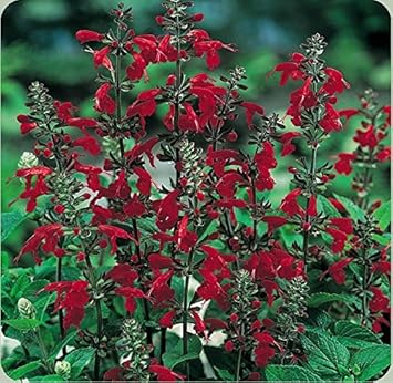 Deep Red Scarlet Sage Flower Seeds - Flower seeds for Planting - Compact Growth, Heirloom & GMO Free Seeds for Home Garden
Sale for planting in home garden