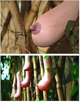 Pink Vietnam Milk Flower seeds for Planting Premium Quality Heirloom & GMO Free Seeds for Home Garden
Sale seeds for home garden planting