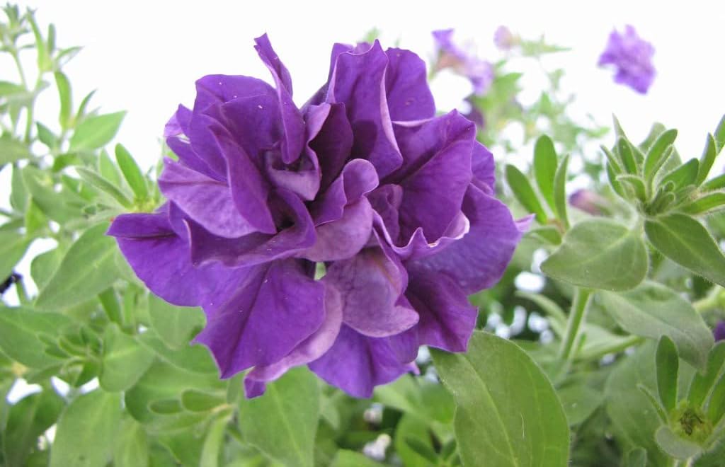 Double Violet Petunia Flower seeds for Planting - Cottage Garden Essential, Heirloom & GMO Free Seeds for Home Garden
Sale for planting in home garden