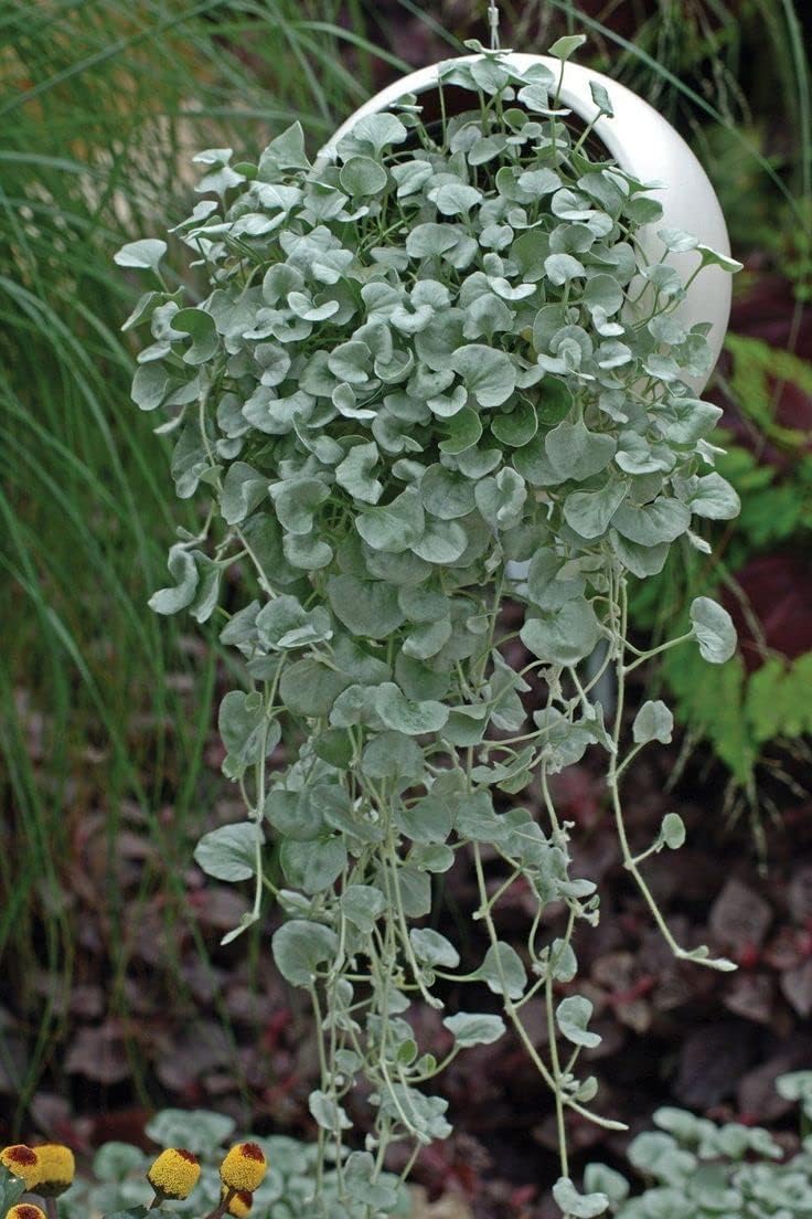 Dichondra Repens Lawn Flower seeds for Planting - Garden Favorite, Heirloom & GMO Free Seeds for Home Garden
Sale for planting in home garden.