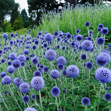 Echinops Ritro Flower seeds for Planting - Compact Growth, Heirloom & GMO Free Seeds for Home Garden
Sale for planting in home garden.