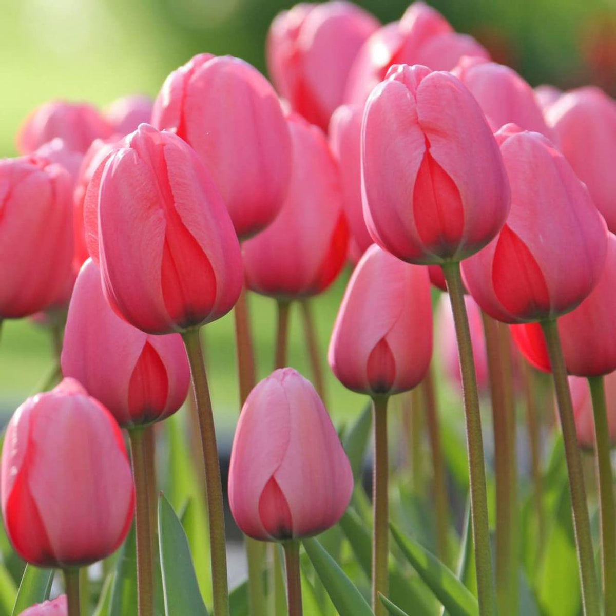 Tulip Pink Flower seeds for Planting - Hardy Variety, Heirloom & GMO Free Seeds for Home Garden
Sale for planting in home garden.