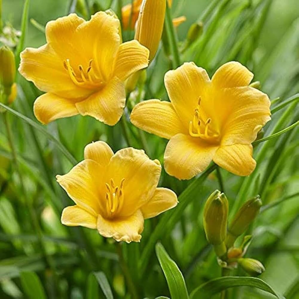 Daylily Flower Seeds for Planting – Heirloom, Non-GMO, Easy to Grow, Perennial Blooms