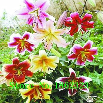 Mixed Flower seeds for Planting - Garden Favorite, Heirloom & GMO Free Seeds for Home Garden
Sale seeds for planting in home garden