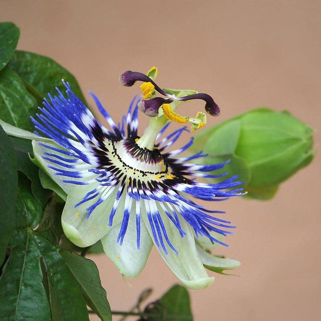 Blue Passion Flower Seeds for Planting – Heirloom, Non-GMO, Easy to Grow, Tropical