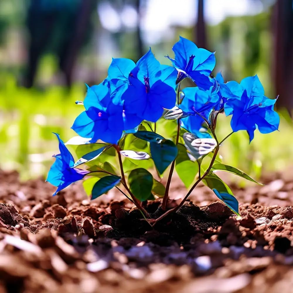 bougainvillea plant seeds Balcony Blue Bougainvillea Flower Seeds – Heirloom, Non-GMO, Easy to G – Pure Asia Seeds