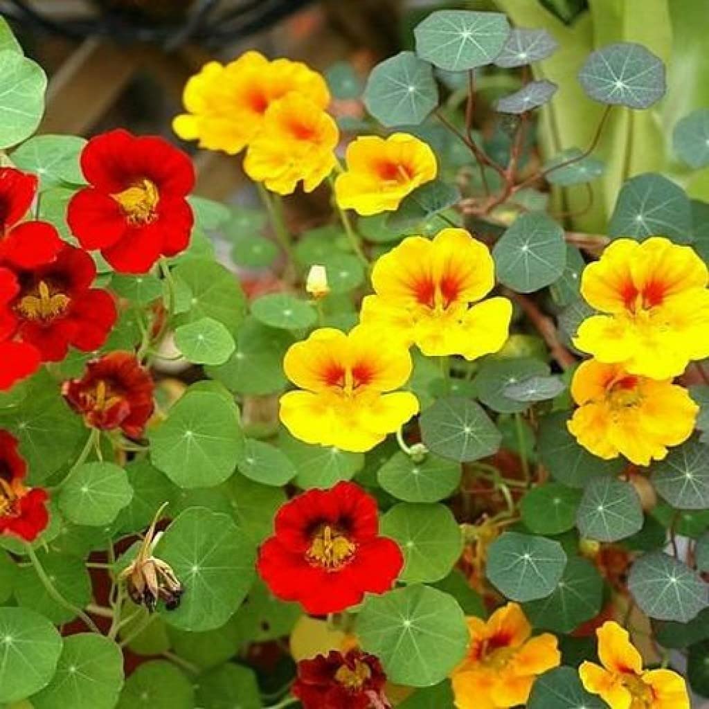 Kapuzinerkresse-Blumensamen in gemischten Farben