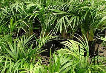 Green Chrysalidocarpus Lutescens Flower seeds for Planting - Cottage Garden Essential, Heirloom & GMO Free Seeds for Home Garden
Sale for planting in home garden.