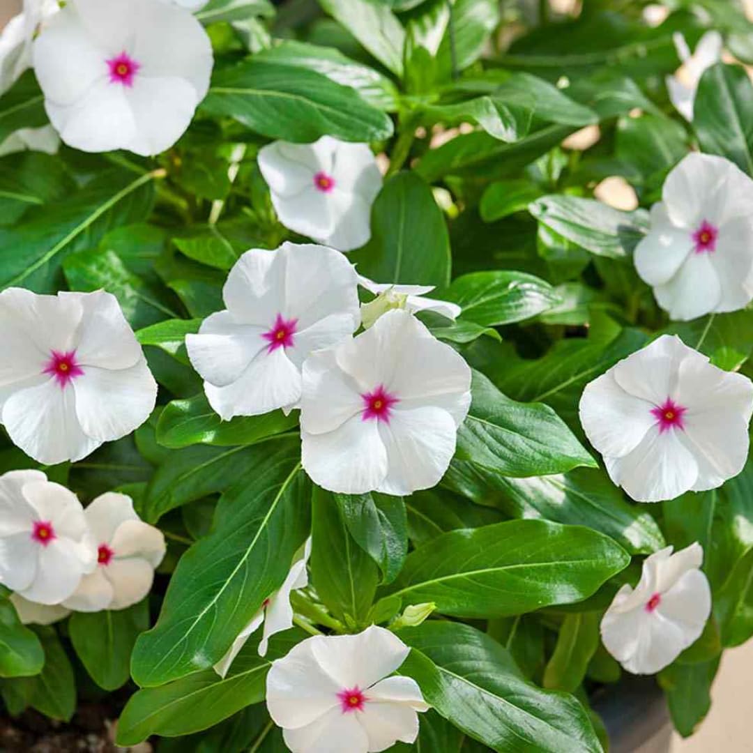 vinca flower seed Periwinkle Vinca Flower seeds for Planting Sun Loving H