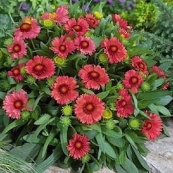 Red Gaillardia Arizona Flower seeds for Planting - Compact Growth, Heirloom & GMO Free Seeds for Home Garden
Sale for planting in home garden.