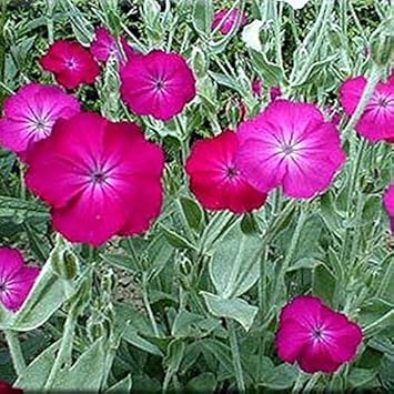 Pink Lychnis Flower seeds for Planting - Long Bloom Season, Heirloom & GMO Free Seeds for Home Garden
Sale for planting in home garden