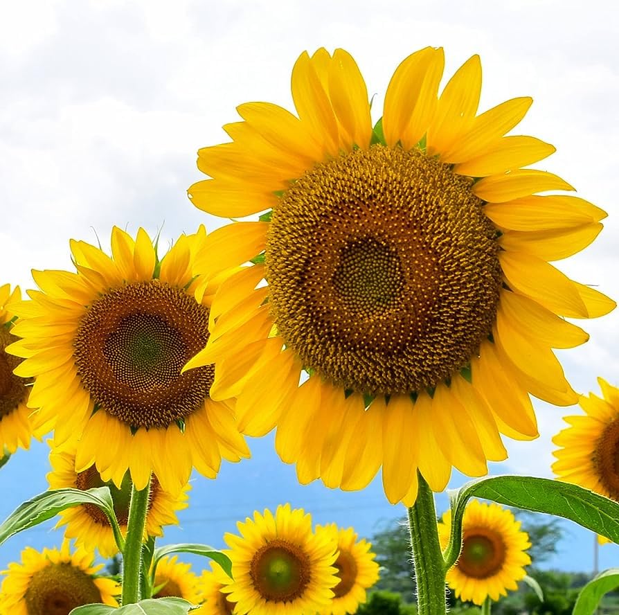 Russian Mammoth Sun flower Seeds