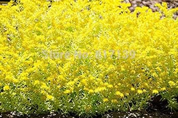 Yellow Sedum Flower seeds for Planting - Seasonal Bloomer, Heirloom & GMO Free Seeds for Home Garden
Sale for planting in home garden