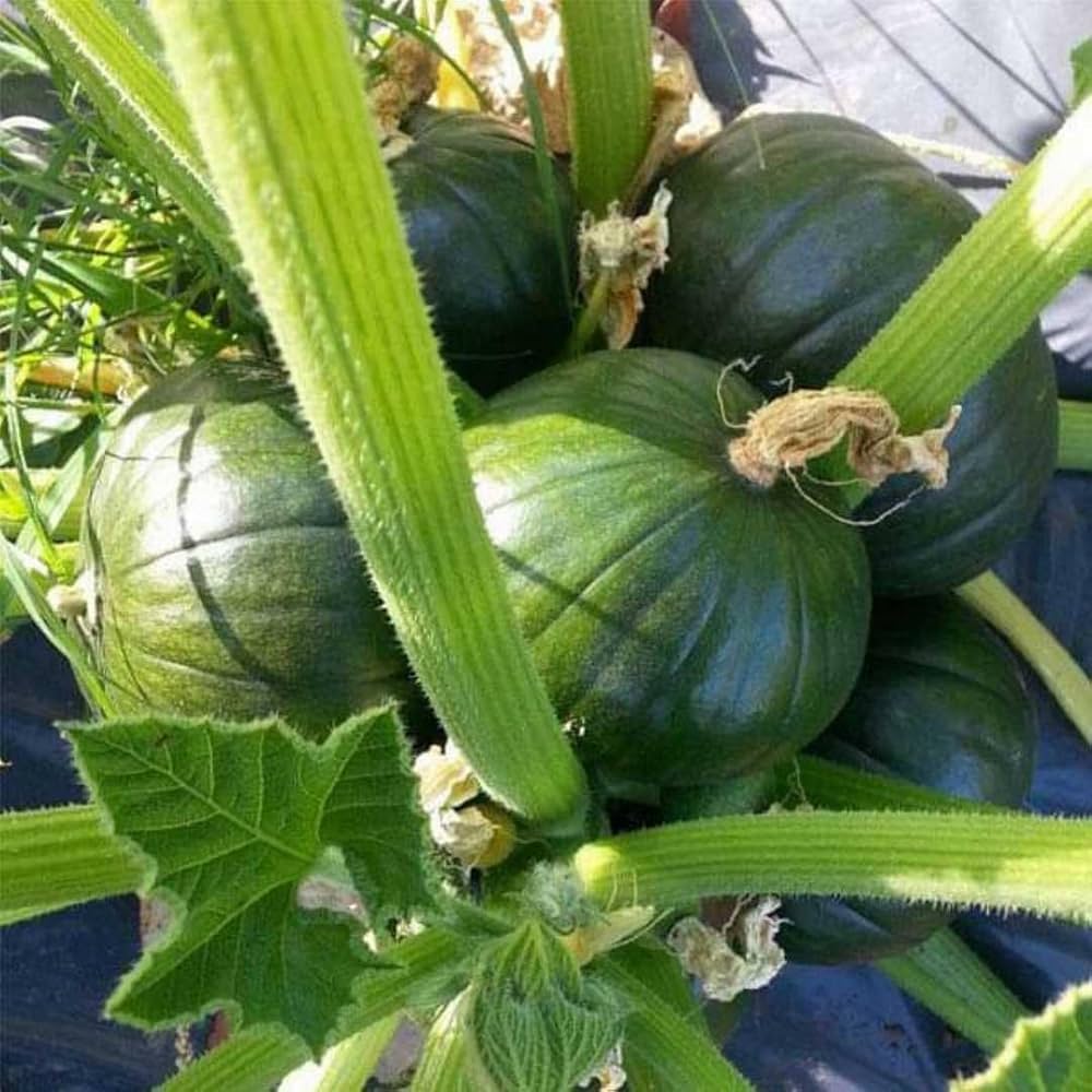 Round Zucchini Vegetable Seeds for Planting – Heirloom, Non-GMO, Easy to Grow, Annual