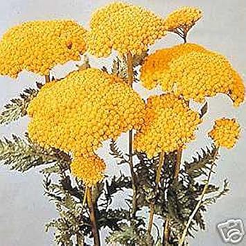 Yellow Yarrow Flower seeds for Planting - Seasonal Bloomer, Heirloom & GMO Free Seeds for Home Garden
Sale for planting in home garden.
