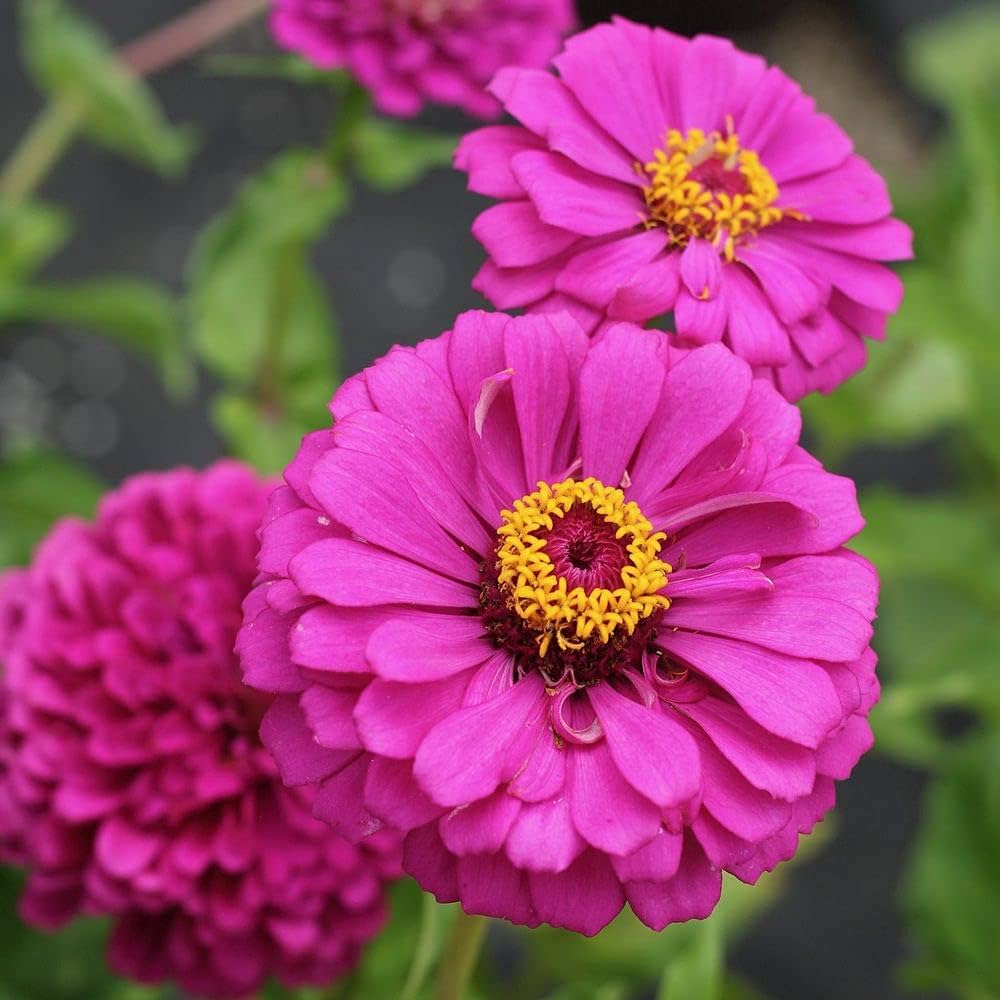 Graines de fleurs de Zinnia 'Reine Violette'