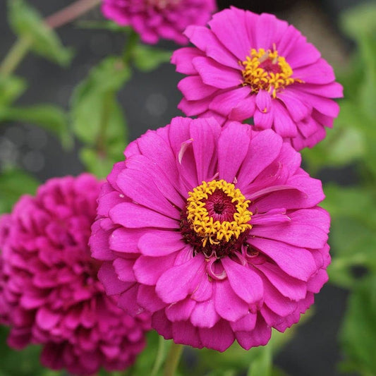 Zinnia ‘Violet Queen’ Flower Seeds for Planting – Heirloom, Non-GMO, Easy to Grow, Annual Blooms