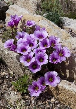 Oxalis Laciniata Flower seeds for Planting - Premium Quality, Heirloom & GMO Free Seeds for Home Garden
Sale for planting in home garden.