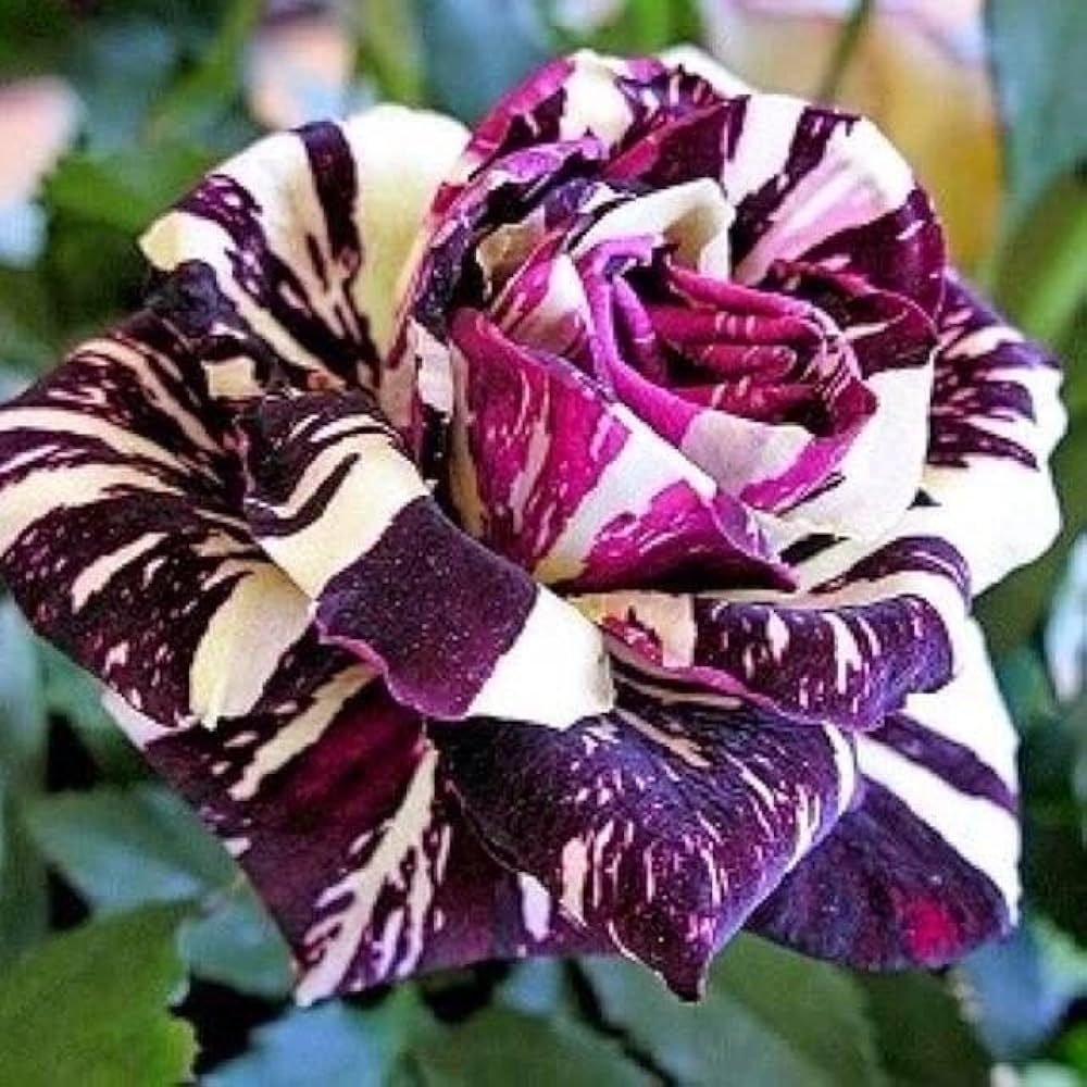 Tiger gestreifte Rosenblumensamen zum Pflanzen, schattentolerant, Erbstück- und gentechnikfreie Samen für den Hausgarten