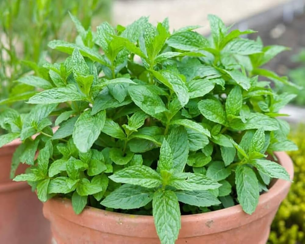 Spearmint Herb Seeds