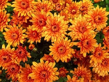 Orange Yellow Chrysanthemum Flower seeds for Planting - Low Maintenance, Heirloom & GMO Free Seeds for Home Garden
Sale for planting in home garden.