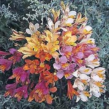 Mixed Alstroemeria Flower seeds for Planting - Shade Tolerant, Heirloom & GMO Free Seeds for Home Garden
Sale for planting in home garden
