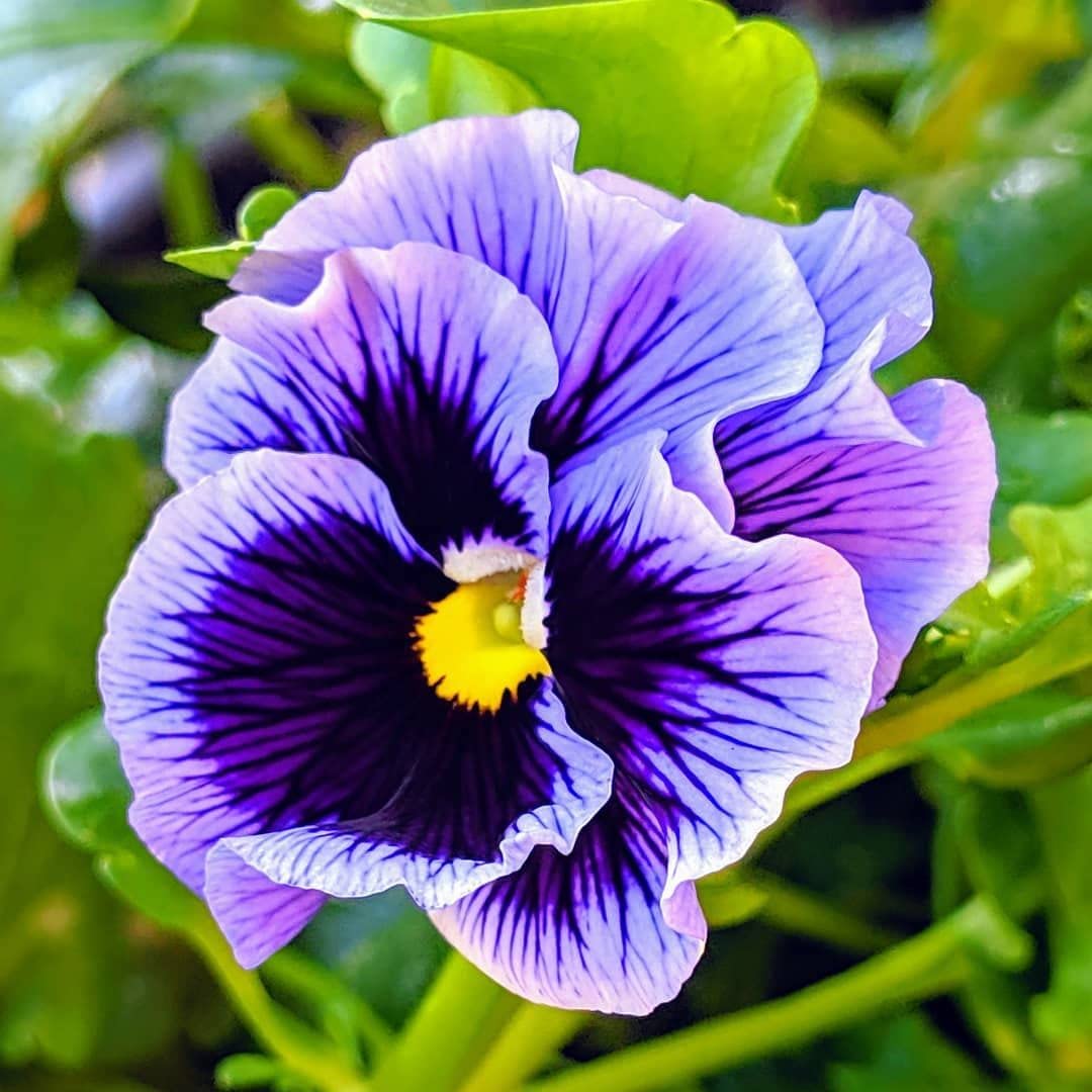 Mix Pansy Flower seeds for Planting - Premium Quality, Heirloom & GMO Free Seeds for Home Garden
Sale for planting in home garden.