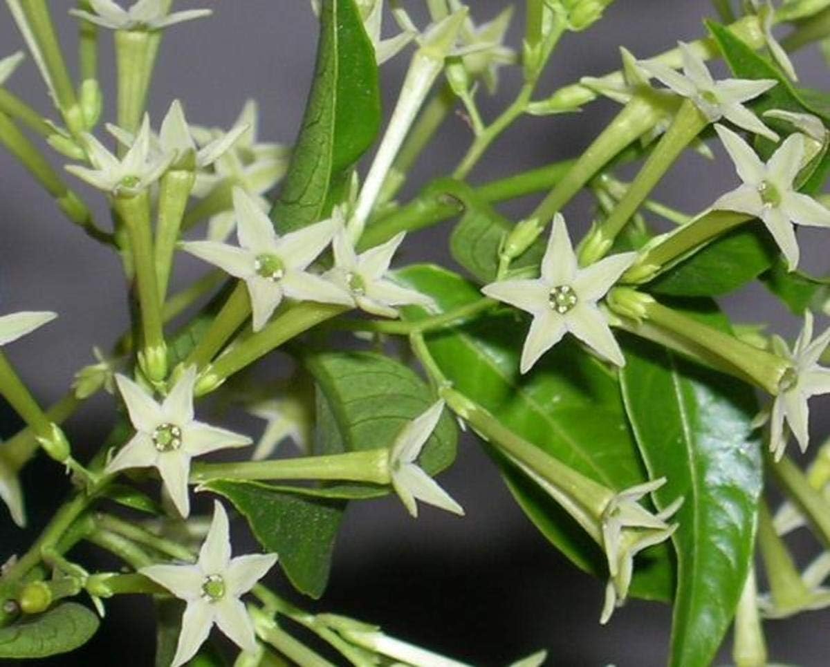 Cestrum Nocturnum Flower seeds for Planting Fragrant Blossoms Heirloom & GMO Free Seeds for Home Garden
Sale for planting in home garden